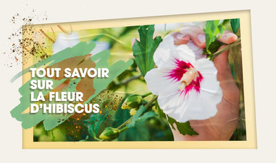 TOUT SAVOIR SUR L'HIBISCUS EN CUISINE