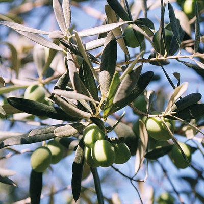 Huile d’olive pressée à froid Bouteille italienne 500 ml Huile 