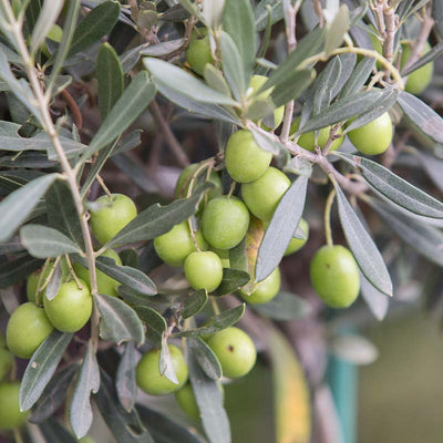Huile d’olive naturelle pressée à froid 250 ml Huile 