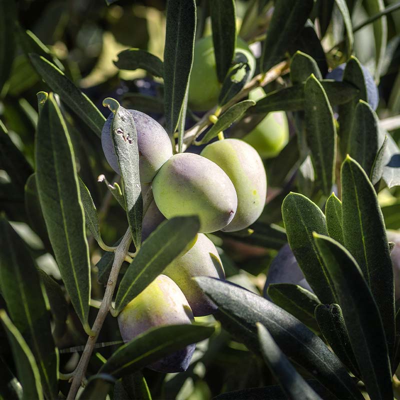 Huile d’olive naturelle pressée à froid 1L Huile 