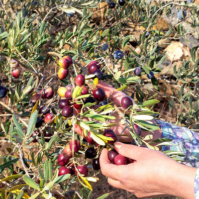 Huile d'olive non filtrée première récolte Huile 
